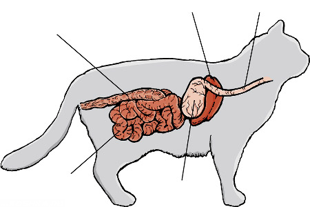 Пищевод собаки. Строение пищеварительной системы кота. Пищеварительная система кошки схема. Строение пищеварительного тракта у кота. Строение пищеварительной системы кошки схема.